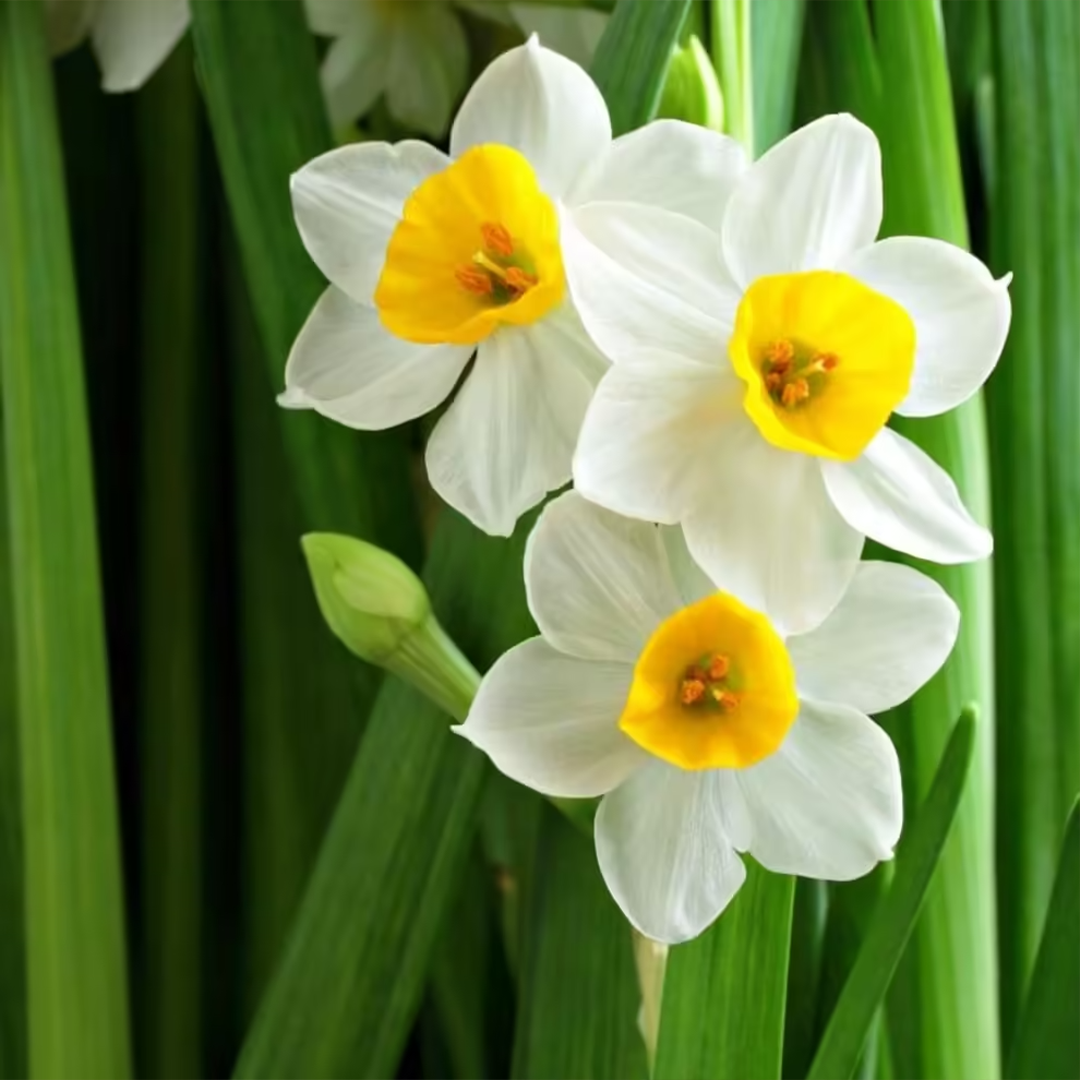 Daffodils Bulbs -Local (Pack of 10)گلِ نرگس