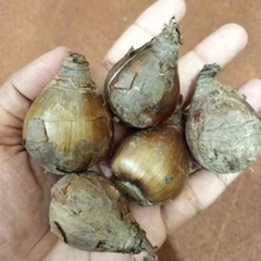 Daffodils Bulbs -Local (Pack of 10)گلِ نرگس