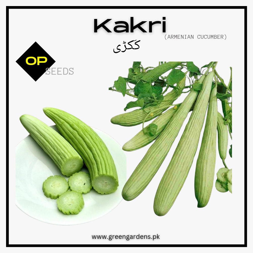Armenian Cucumber Seeds   کَکڑی (تَر)