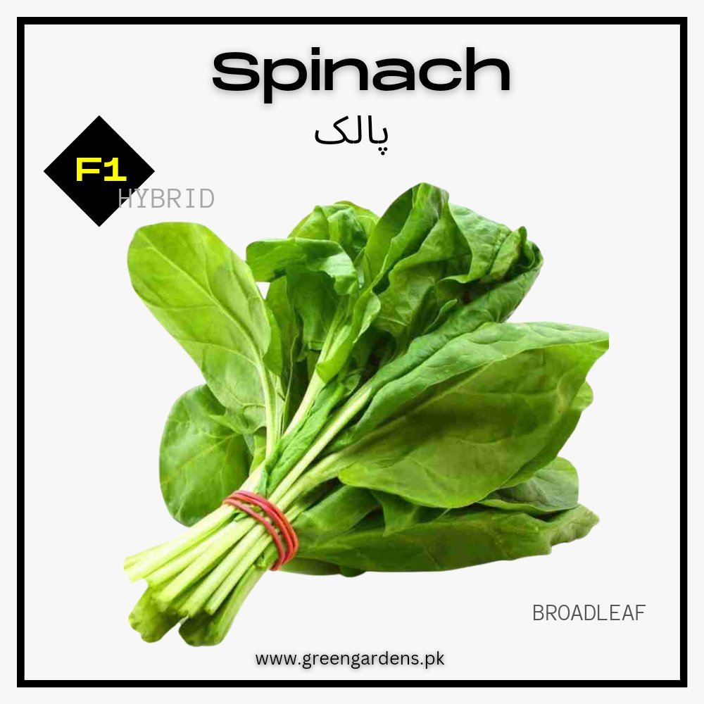 Spinach, F1 Hybrid (Broad Leaf) (WINTER) پالک