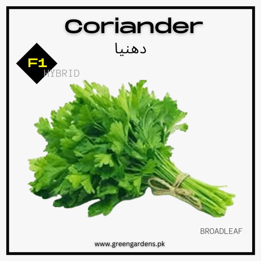 Coriander Seeds, F1 Hybrid ( Broad Leaf) {WINTER/ SUMMER} دھنیا