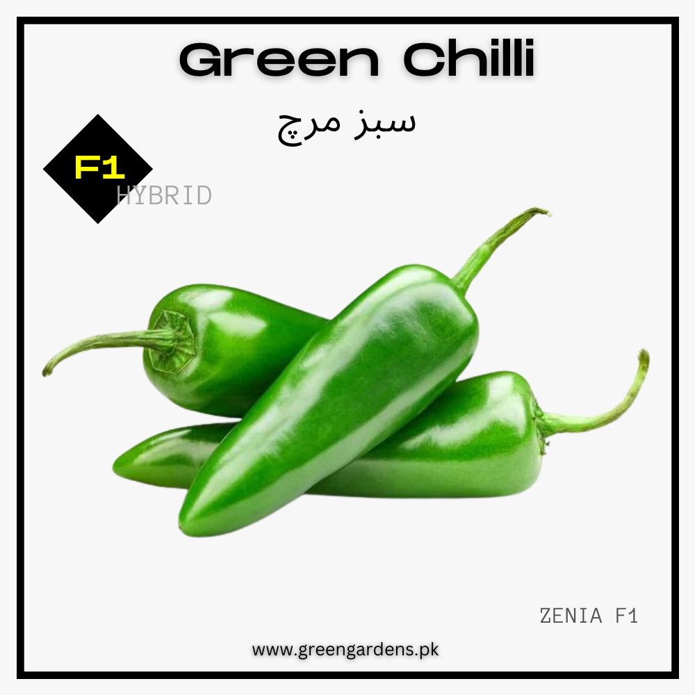 Green Chili Seeds, F1 Hybrid (WINTER) سبز مرچ ہائیبرڈ