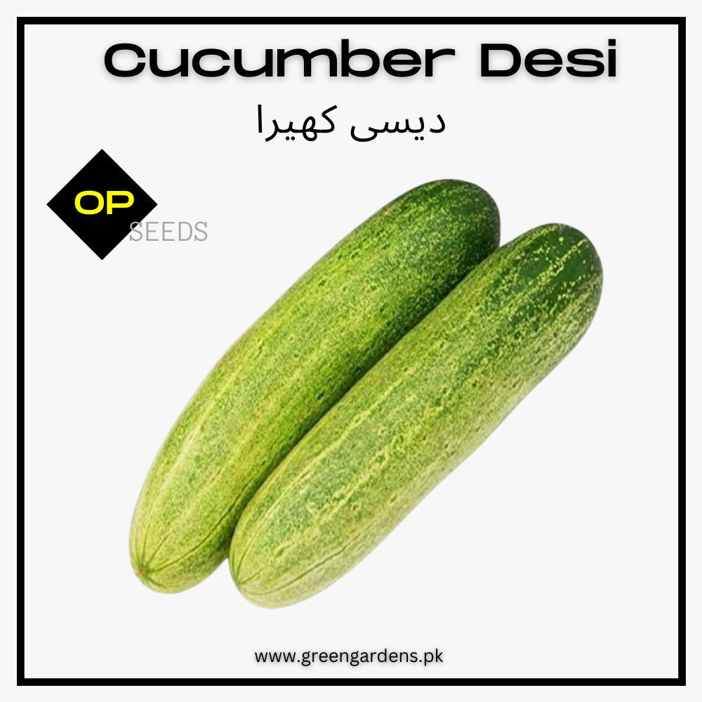 Cucumber Desi (SUMMER)دیسی کھیرا