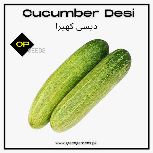 Cucumber Desi (SUMMER)دیسی کھیرا