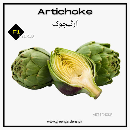 Artichoke Seeds آرٹیچوک