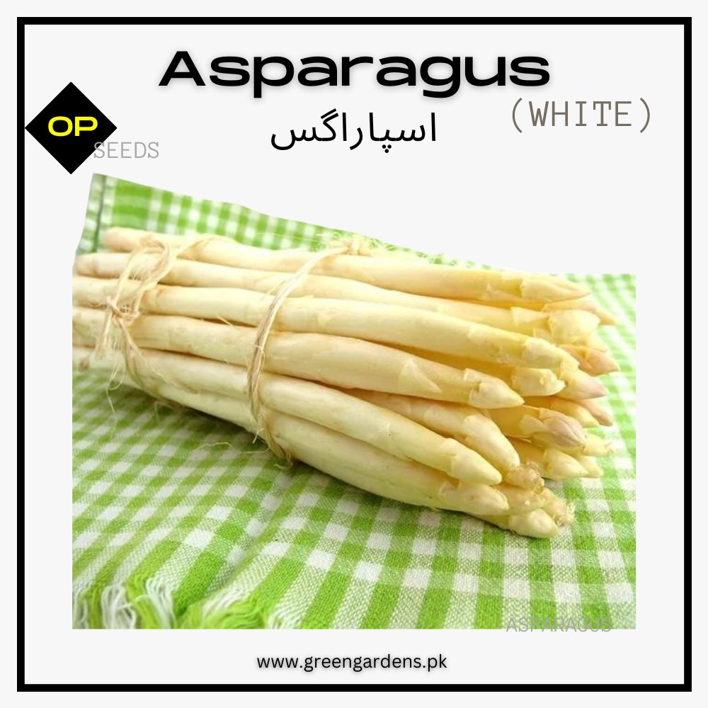 Asparagus (White)  {WINTER} Seeds اسپاراگَس سفید