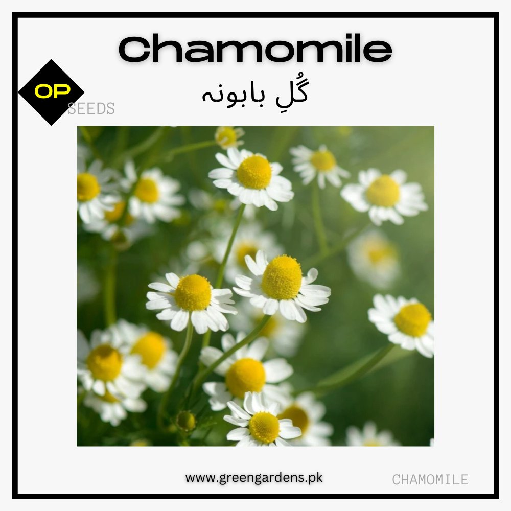 Chamomile Seeds گلِ بابونہ