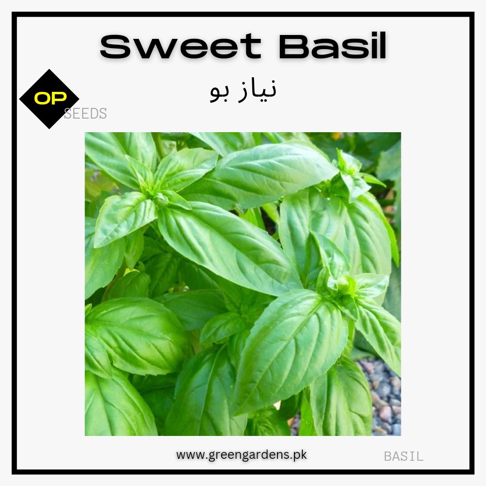 Sweet Basil Seedsنیاز بو
