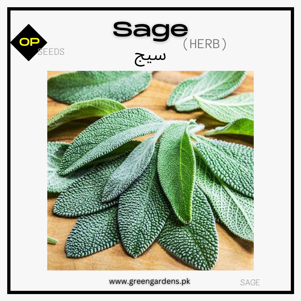 Sage Herb Seeds