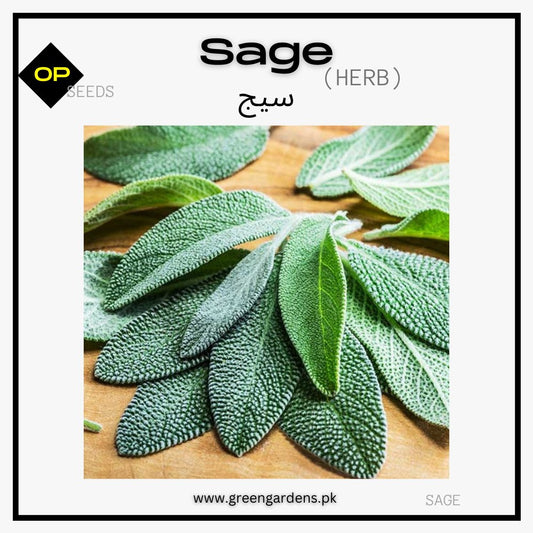 Sage Herb Seeds