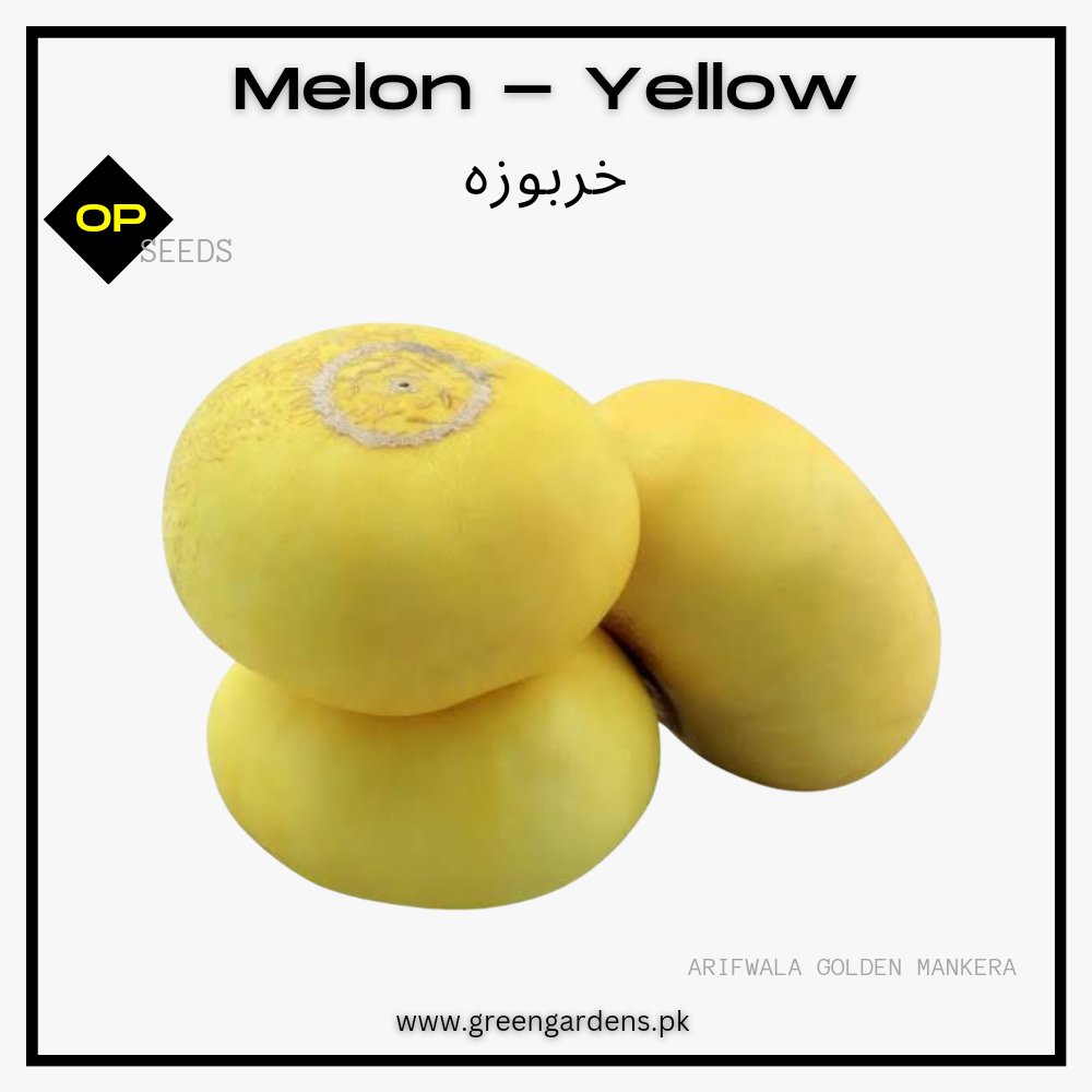 Melon Yellow Seeds 
   خربوزہ