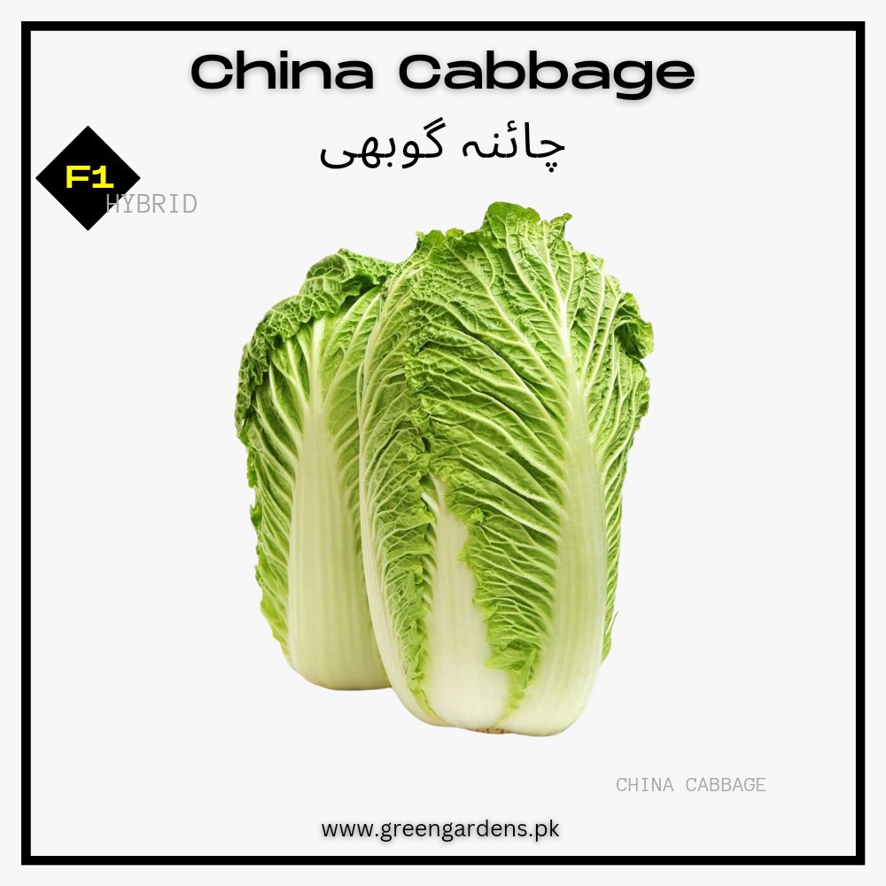 Chinese Cabbage Seeds (Napa Cabbage), F1 Hybrid {WINTER} چائنا گوبھی