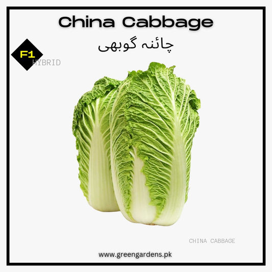 Chinese Cabbage Seeds (Napa Cabbage), F1 Hybrid {WINTER} چائنا گوبھی
