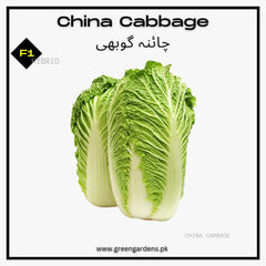 Chinese Cabbage Seeds (Napa Cabbage), F1 Hybrid {WINTER} چائنا گوبھی
