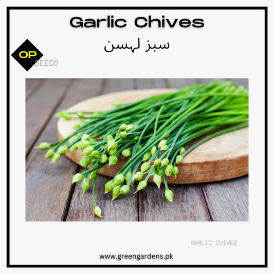 Garlic Chives (Allium tuberosum) {WINTER}
