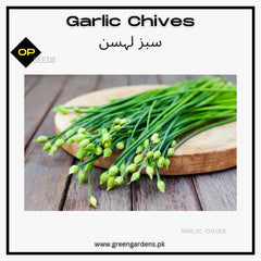 Garlic Chives (Allium tuberosum) {WINTER}