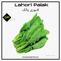 Lahori Palak Seeds (Cut Leaved)
 دیسی لاہوری پالک