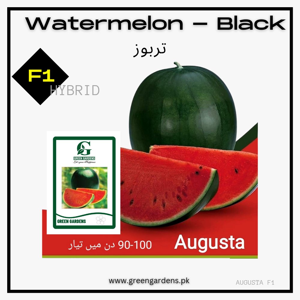 Watermelon Seeds, F1 Hybrid ( Augusta) / تربوز