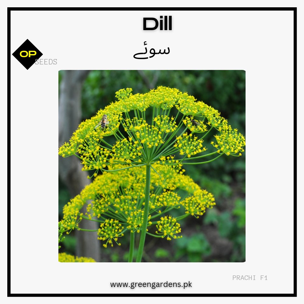 Dill  Seeds  سوئے
