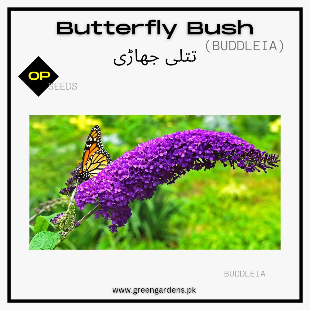 Buddleia Purple Seeds (Butterfly Bush)