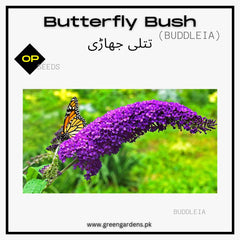 Buddleia Purple Seeds (Butterfly Bush)