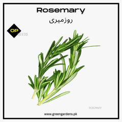 Rosemary Seedsروزمیری