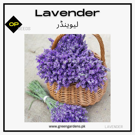 Lavender Seeds (WINTER)