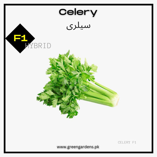 Celery F1 Seeds (WINTER) سیلری