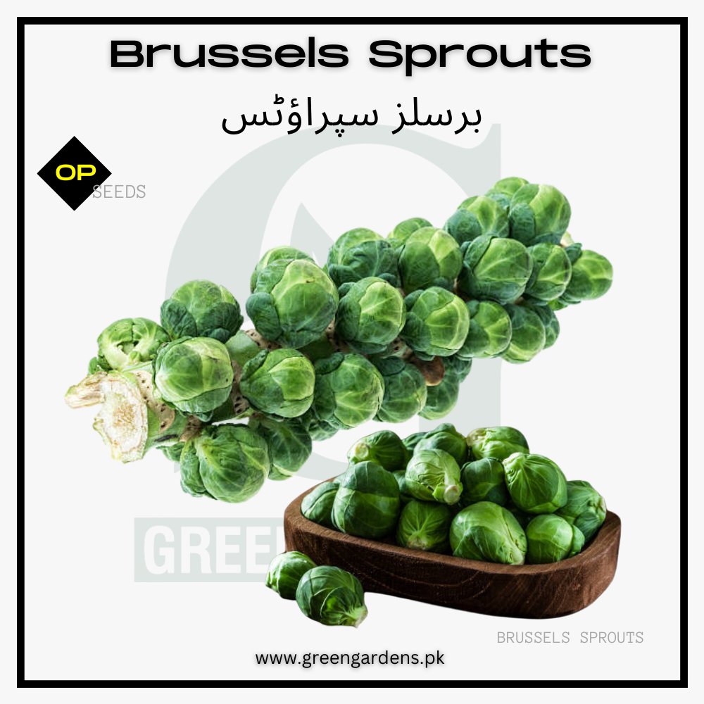 Brussels Sprouts Seeds