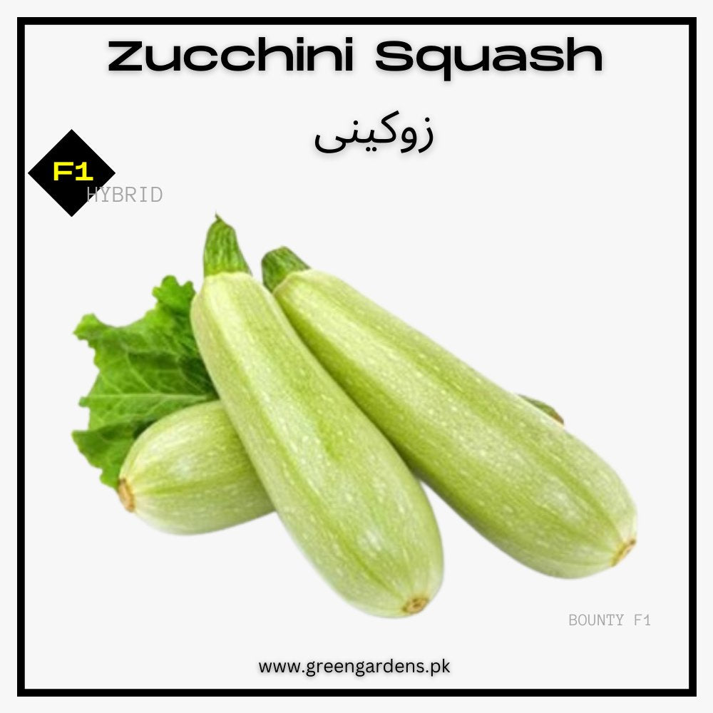 Zucchini Squash, F1 Hybrid مارو کدو