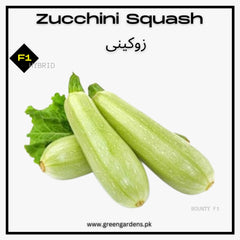 Zucchini Squash, F1 Hybrid مارو کدو