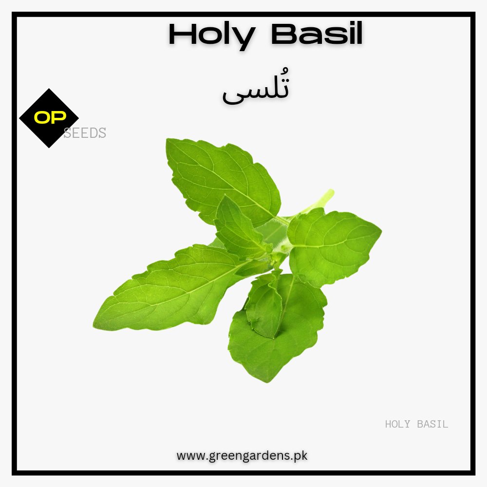 Holy Basil Seeds (Tulsi) / تُلسی