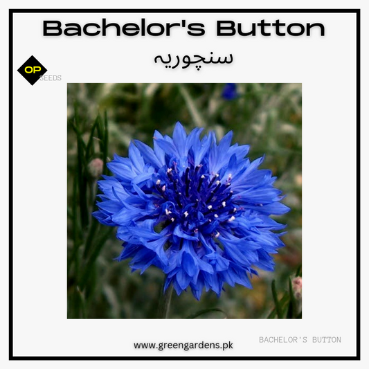 Bachelor's Button (Blue) Seeds - Cornflower {WINTER}