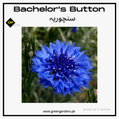 Bachelor's Button (Blue) Seeds - Cornflower (Winter)