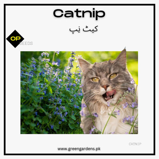 Catnip plant seeds (Nepeta Cataria)