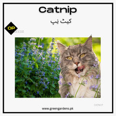 Catnip plant seeds (Nepeta Cataria)