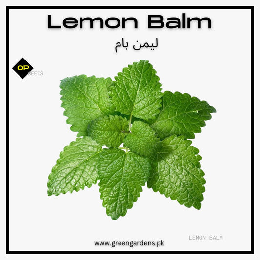 Lemon Balm Seeds / لیمن بام