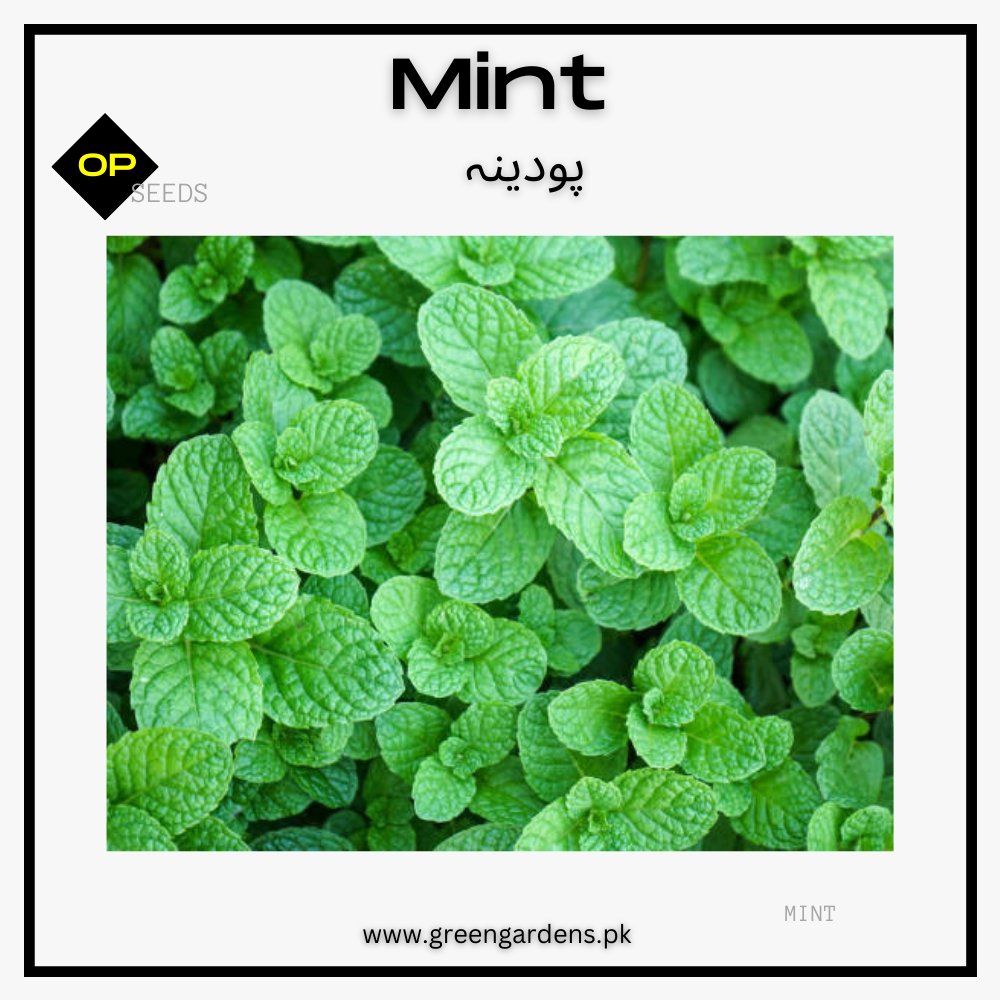 Mint Seeds / پودینہ