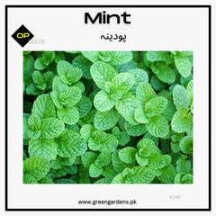 Mint Seeds / پودینہ