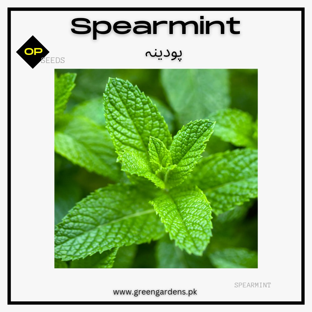Spearmint seeds