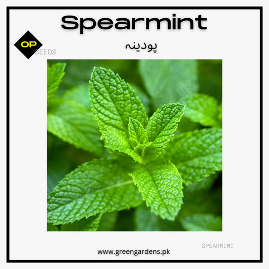 Spearmint seeds