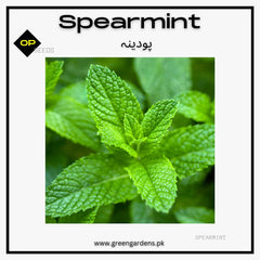 Spearmint seeds