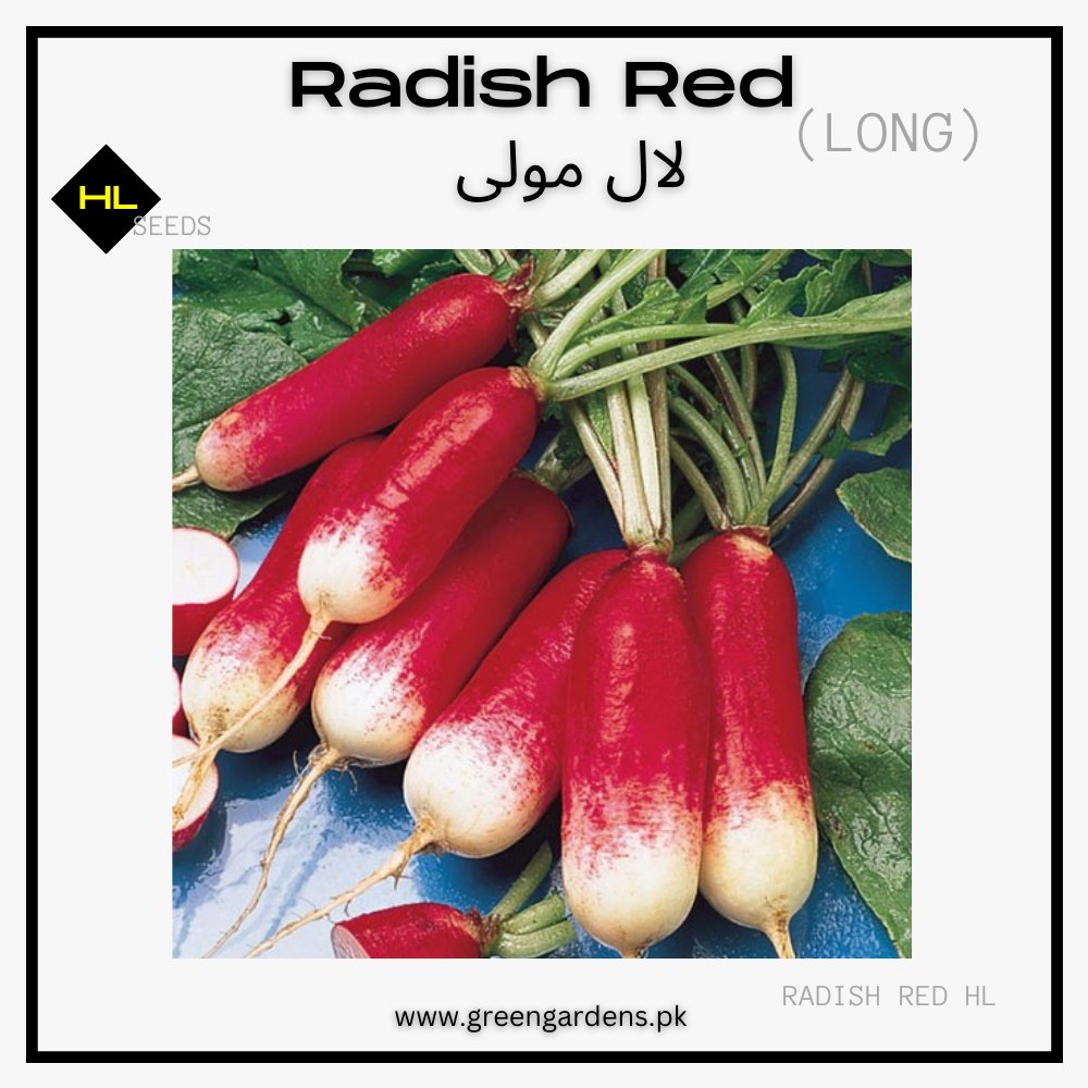 Radish Red & White (WINTER)  لال مولی لمبی
