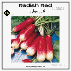 Radish Red & White (WINTER)  لال مولی لمبی
