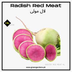 Radish Red Meat Seeds  (WINTER) مولی ریڈ میٹ