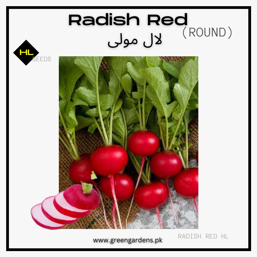 Radish Red - Round  (WINTER) لال مولی گول