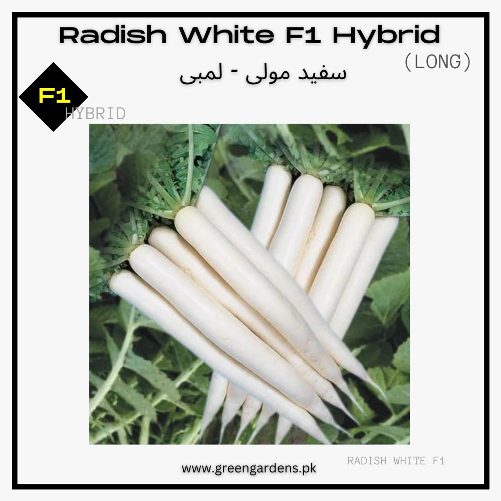 Radish White Seeds, F1 Hybrid  (WINTER) سفید مولی