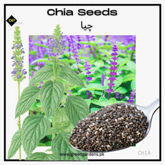 Chia Seeds (Salvia hispanica) / چیا