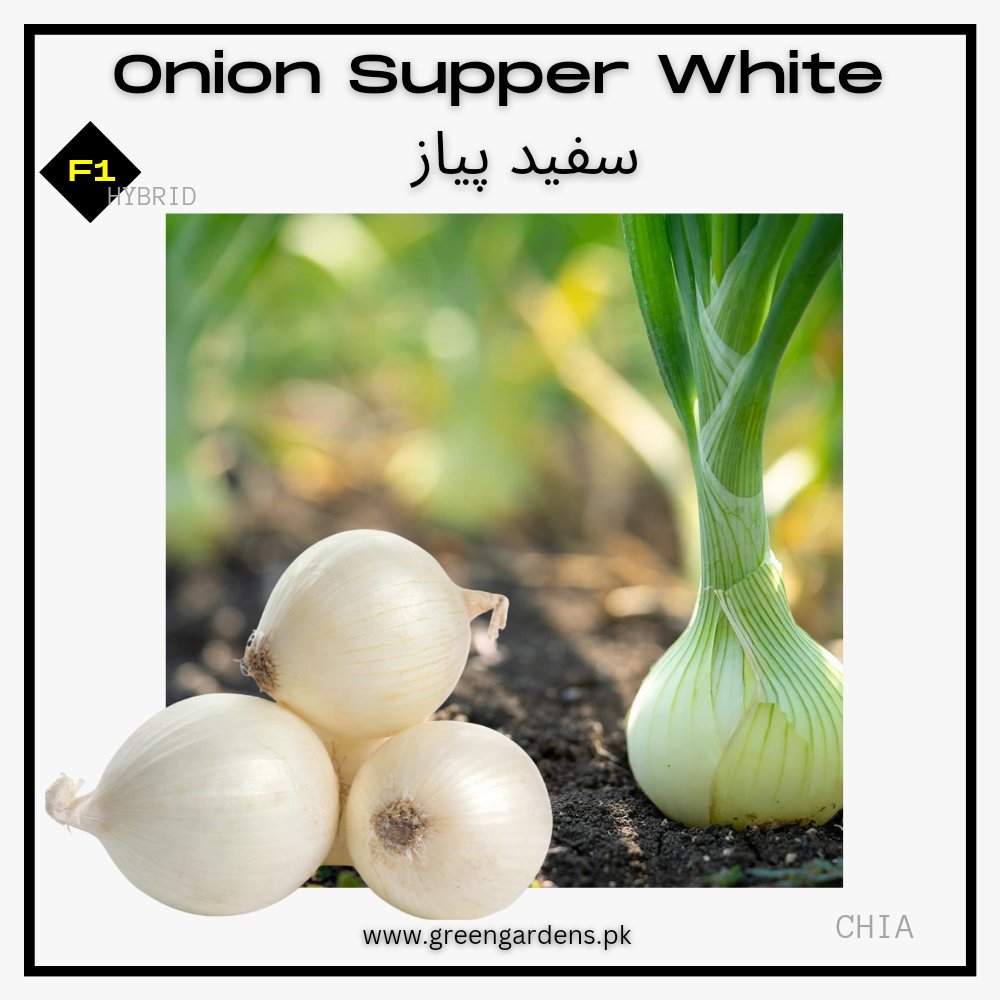 Onion Seeds (Supper White), F1 Hybrid
سفید پیاز