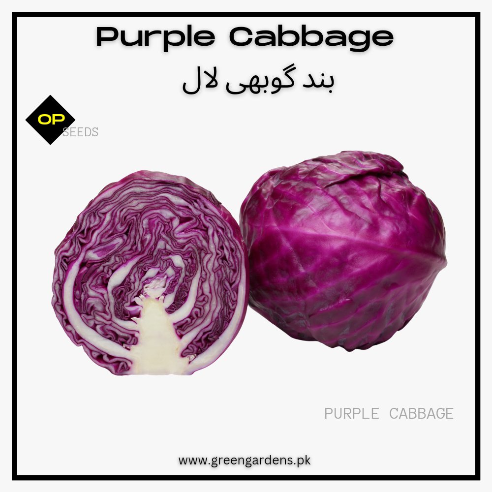 Purple Cabbage, F1 Hybrid (Red Jewel) {WINTER} / بند گوبھی لال